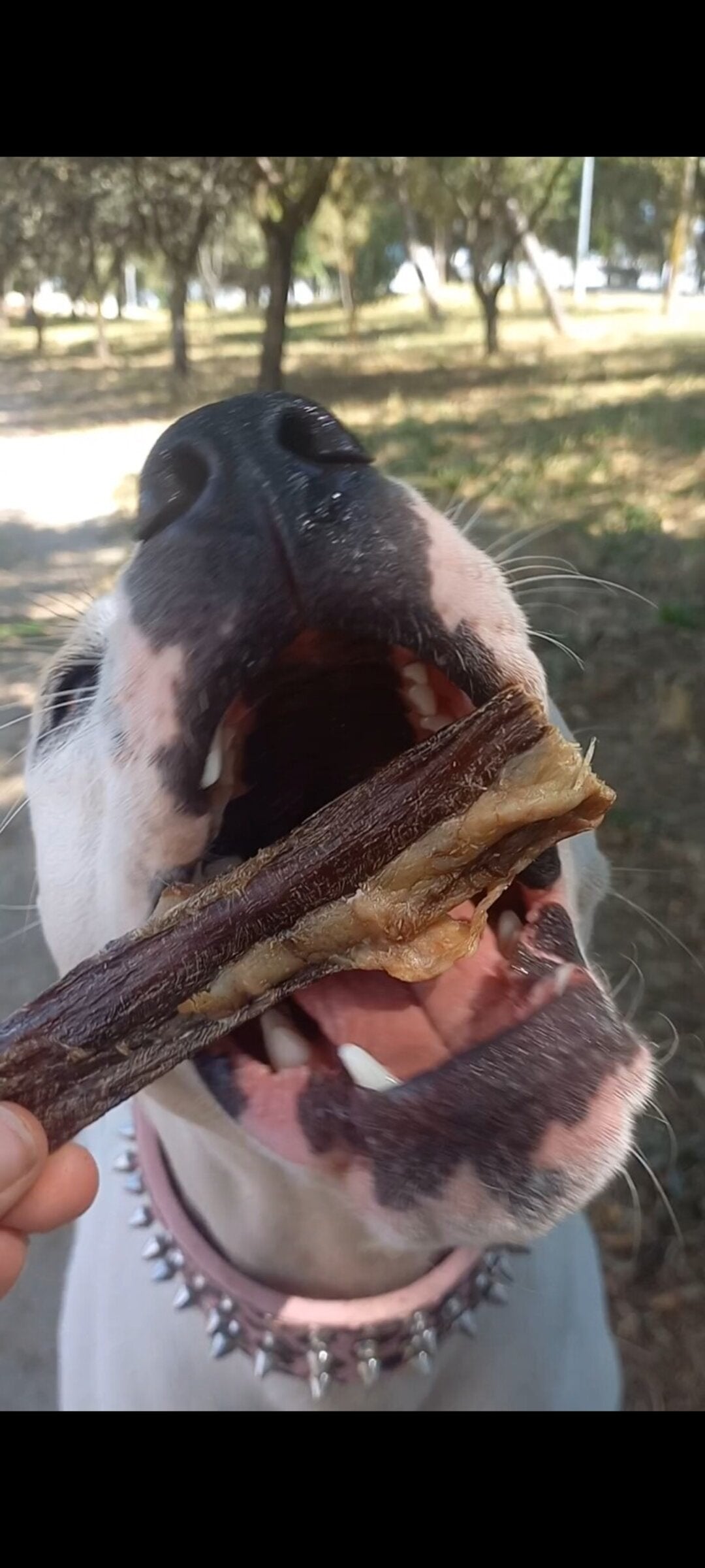 Esófago de ternera deshidratado para perros