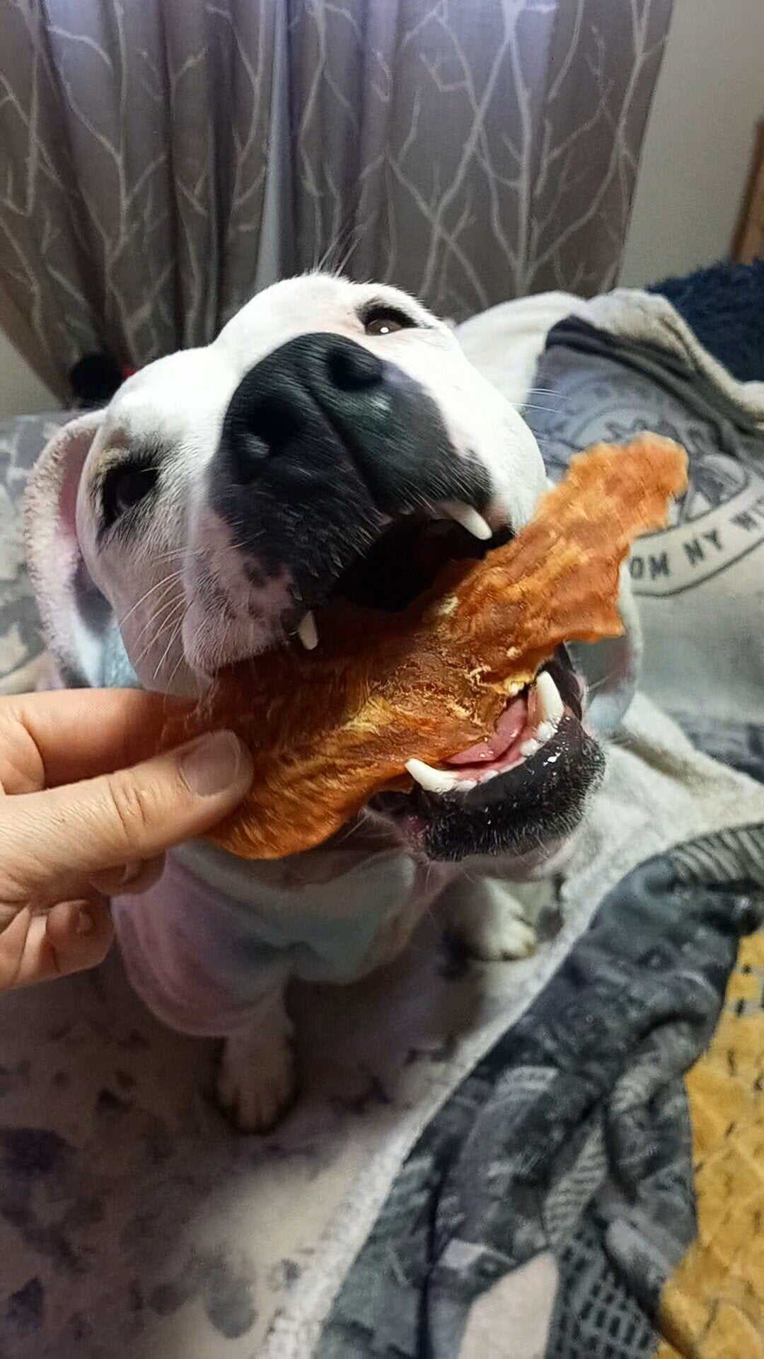 Delicia de Pollo Snack Perros y Gatos