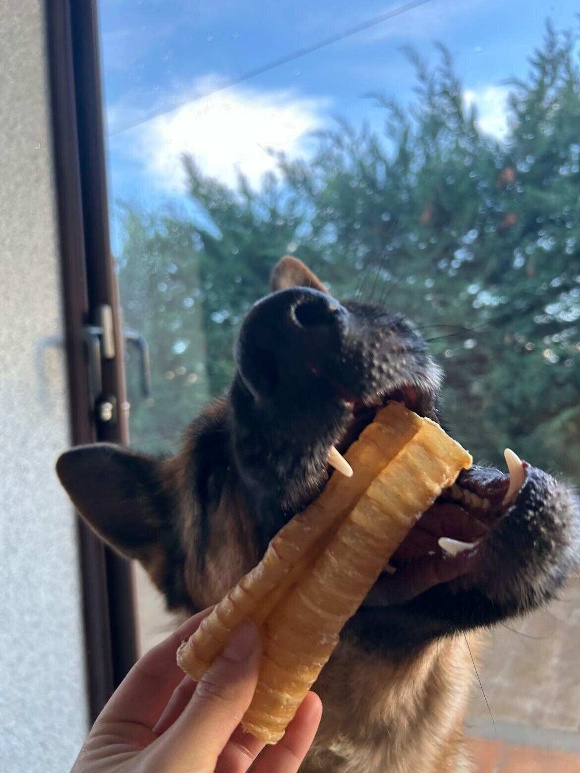 Tráquea de búfalo snack perros