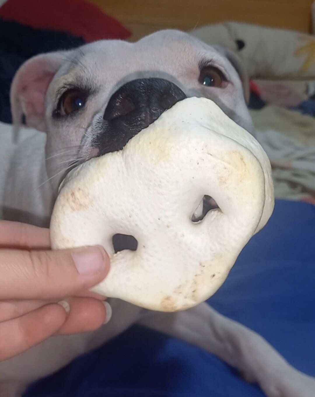 Morro de Cerdo con Miel Inflado para Perros