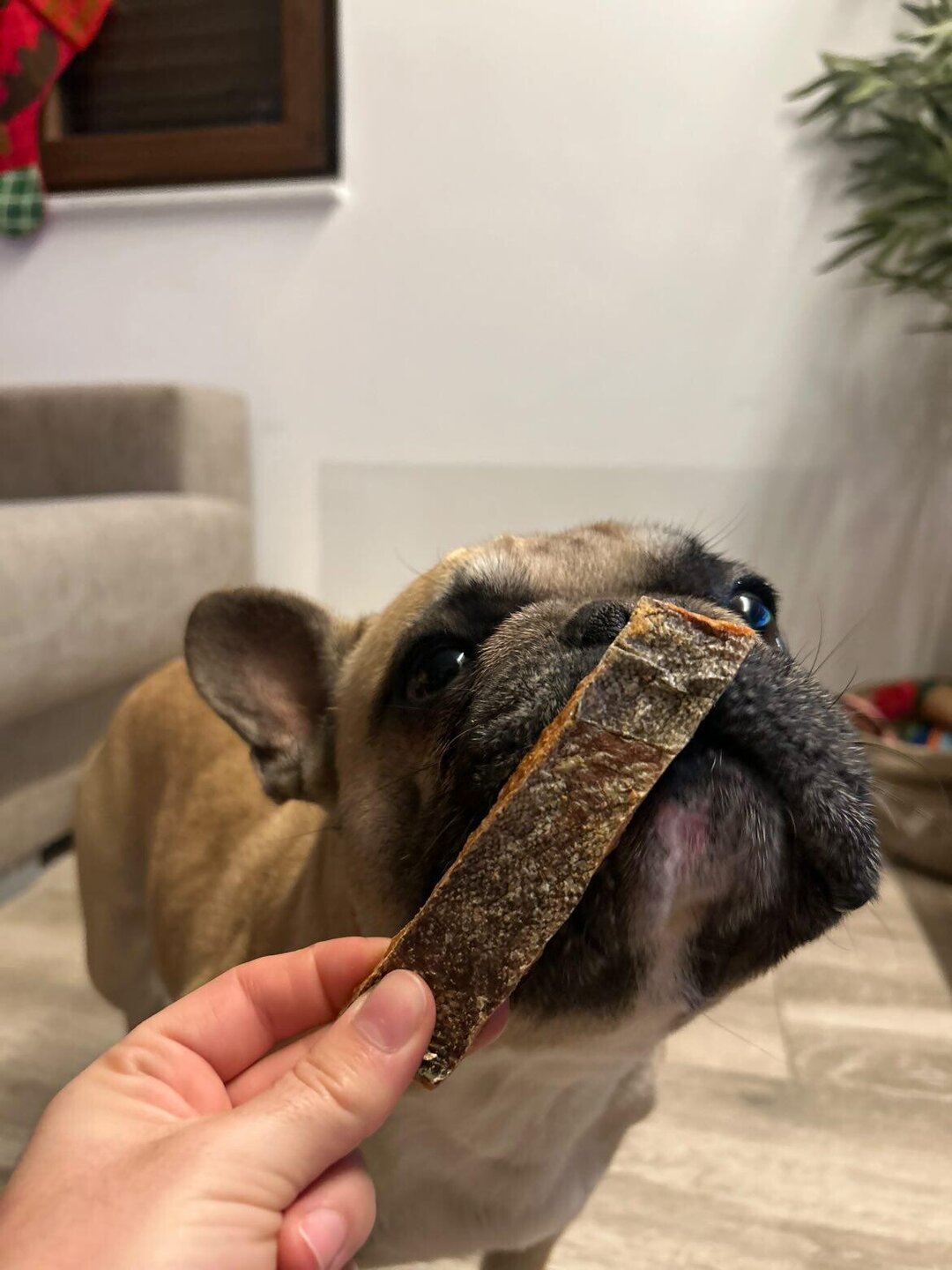 DOKAS Salmón en Tiras