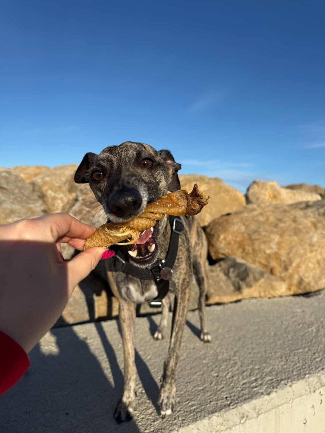 Torreznos de Pato - Snack para Perros