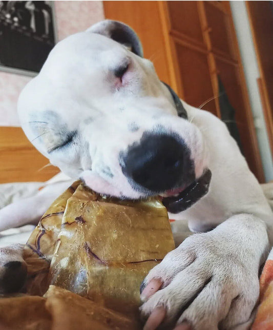 Vejiga de Búfalo deshidratada snacks perro