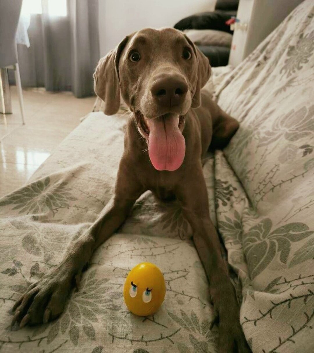 Huevito Molón talla S ,Lanco Perros