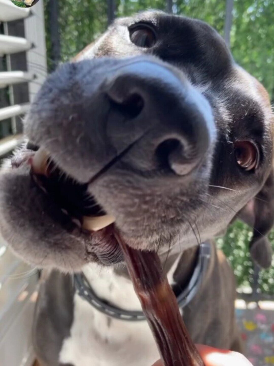 Rabo de toro br bones snack para perros