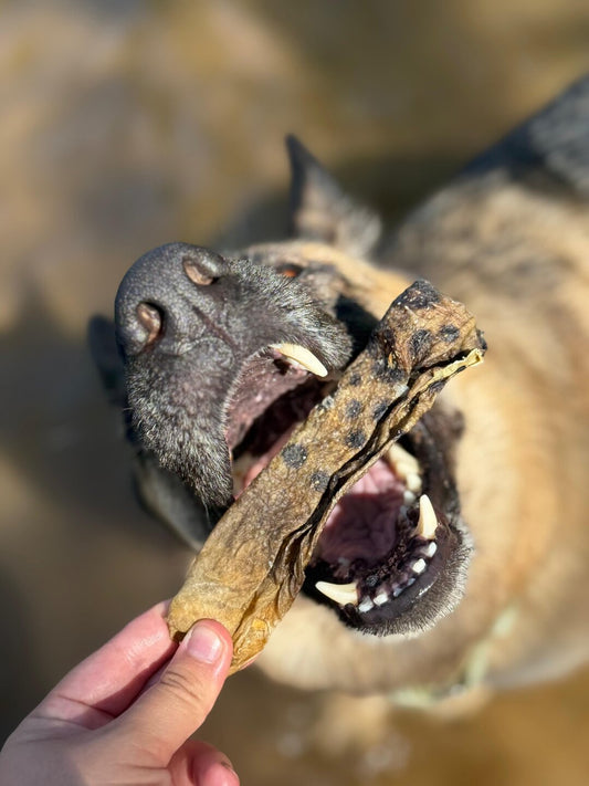 Piel de Pez Lobo Snack deshidratado Perros