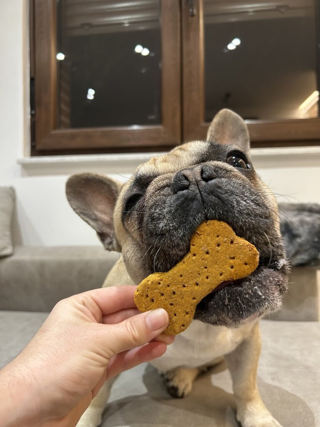 Galleta cúrcuma y jengibre perros