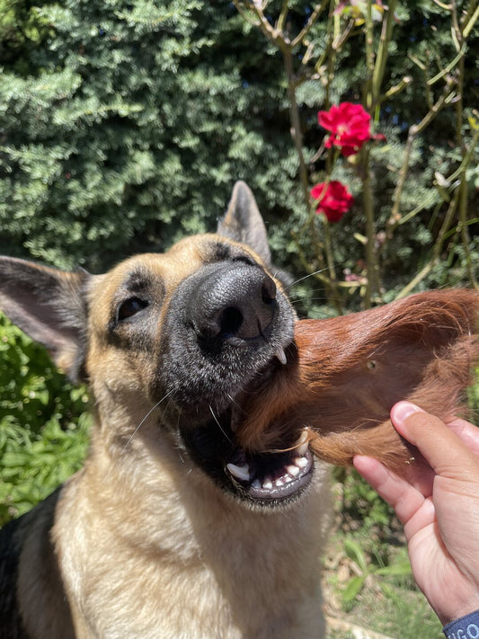 Oreja de vaca con pelo snack deshidratado para perros