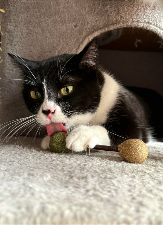 Pelota de Catnip y pelota matatabi – Juguete para Gatos