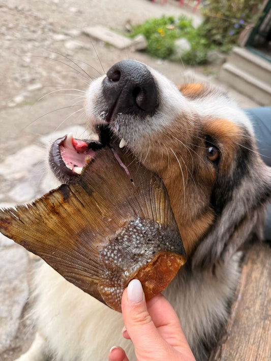 Colas de salmón deshidratadas para perro