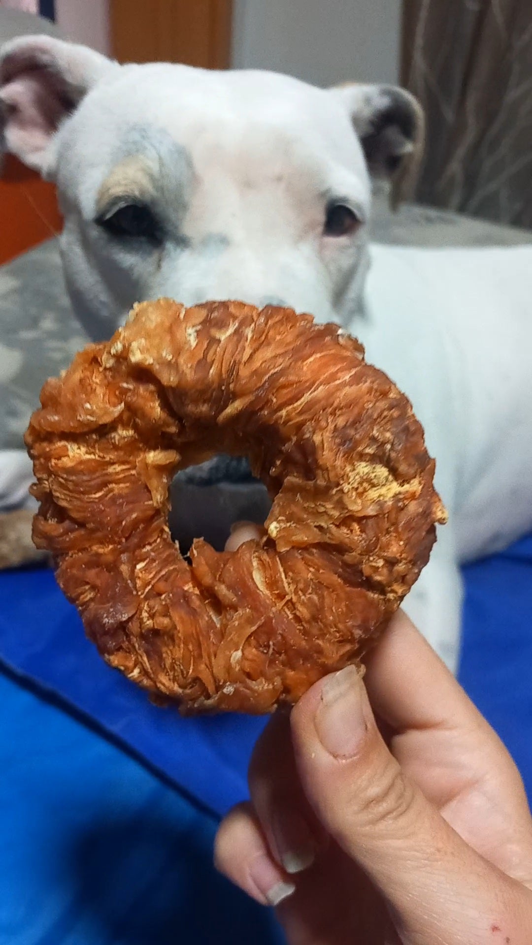 Donuts de pollo snacks para perro 7.5cm
