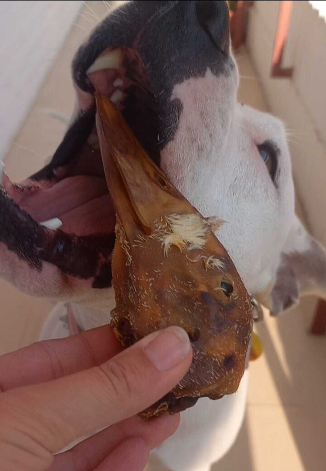 Cabeza de Pato Deshidratada - Snack para Perros