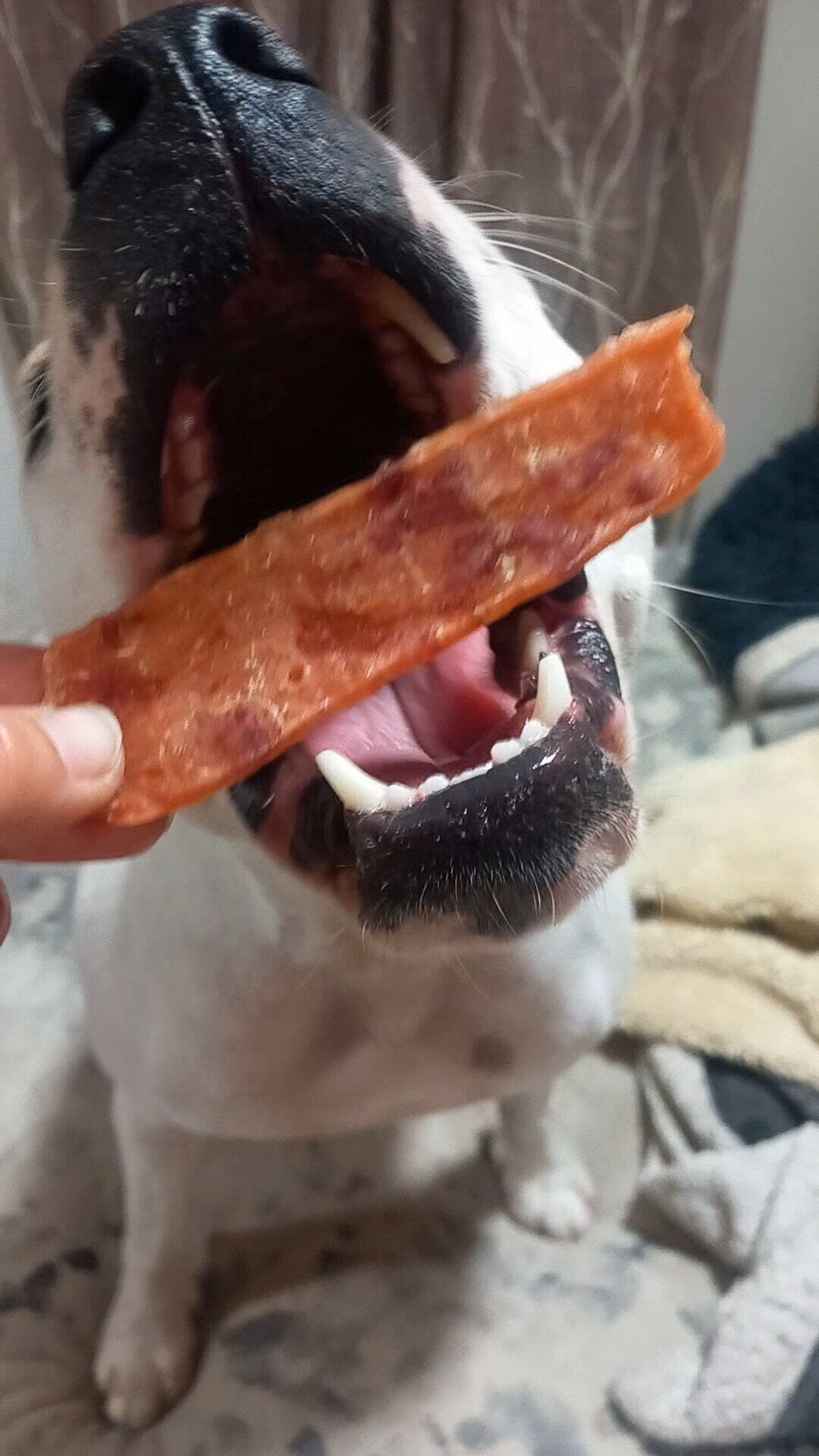 Cecina de Pato Snack Perros y Gatos