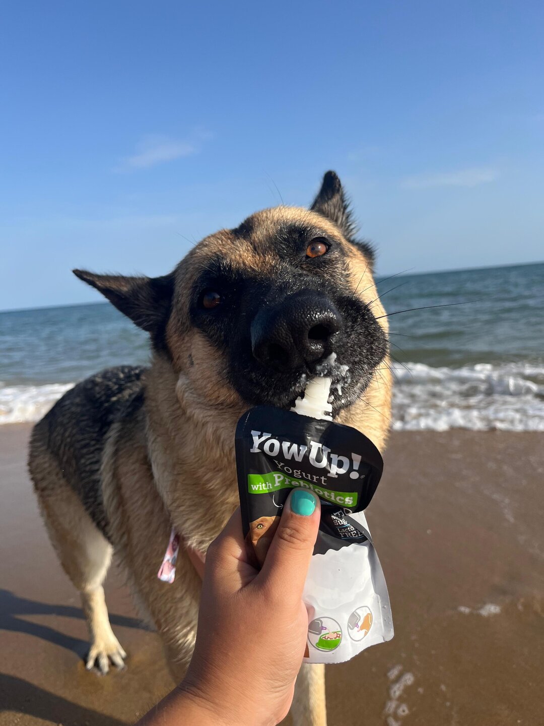 Yowup Yogurt Natural perros