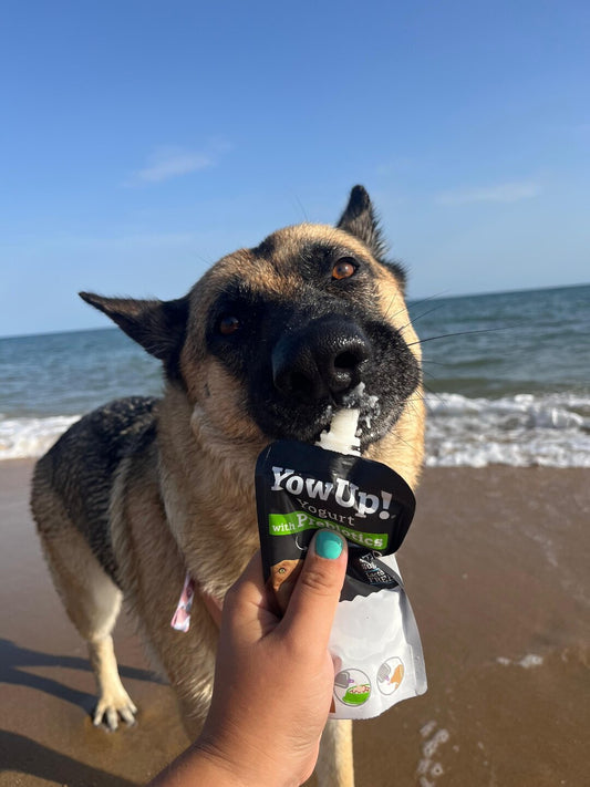 Yowup Yogurt Natural perros