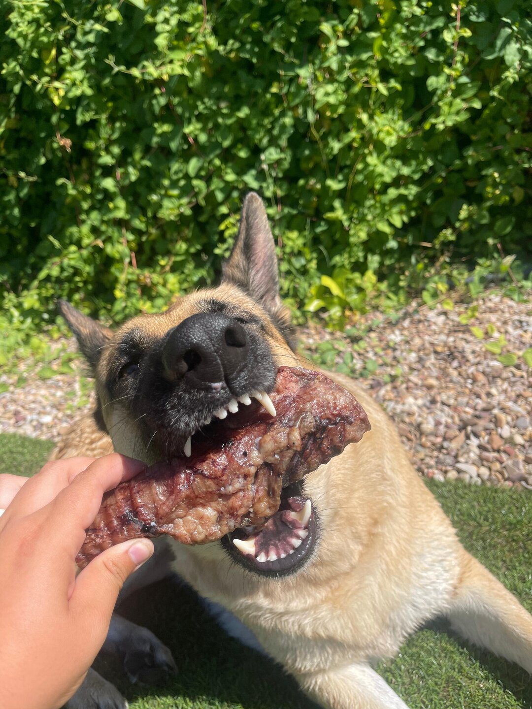 Tráquea de Vaca Deshidratada para Perros