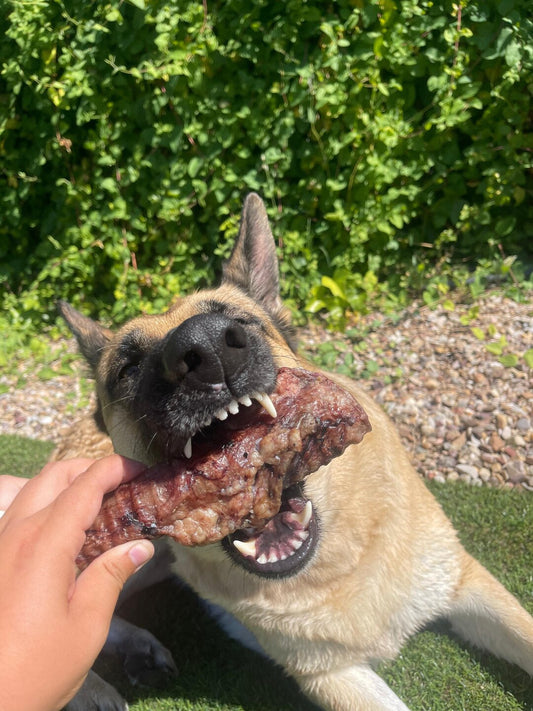 Tráquea de Vaca Deshidratada para Perros