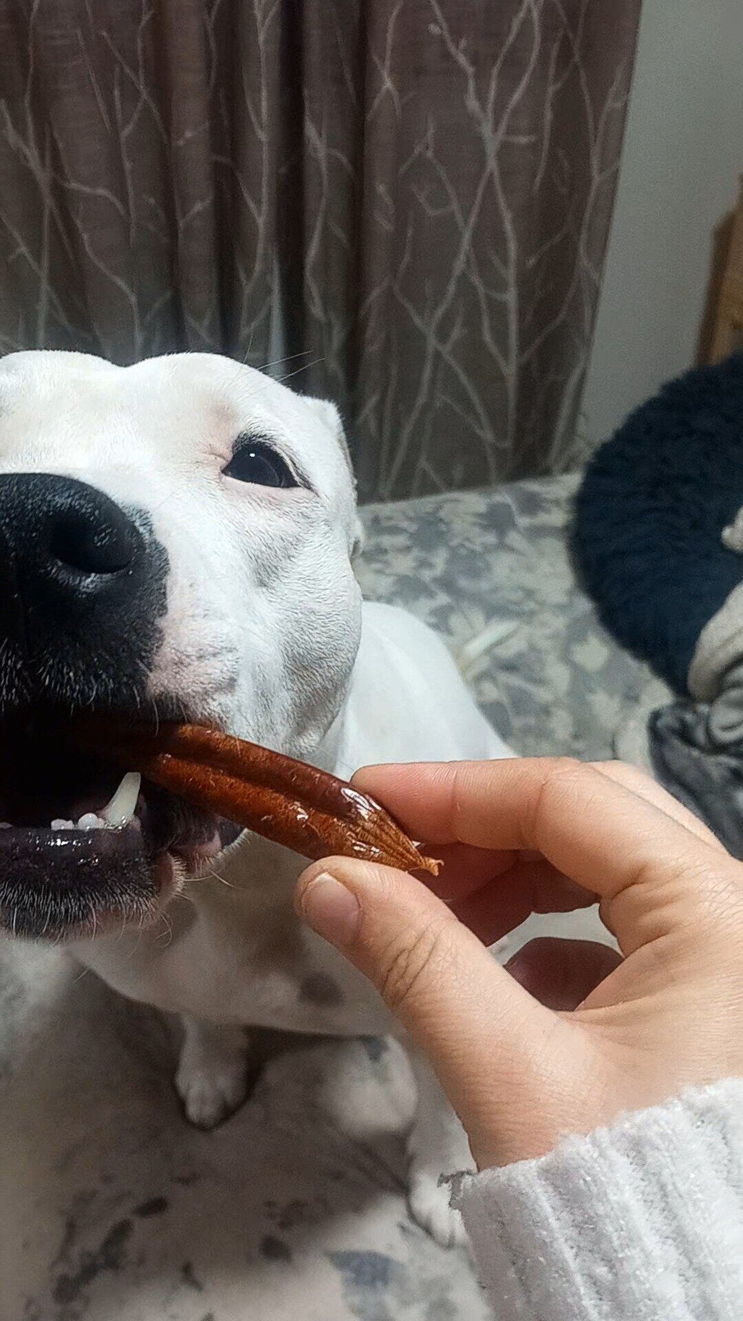 Salchichas Deshidratadas de Pollo Snack Perros
