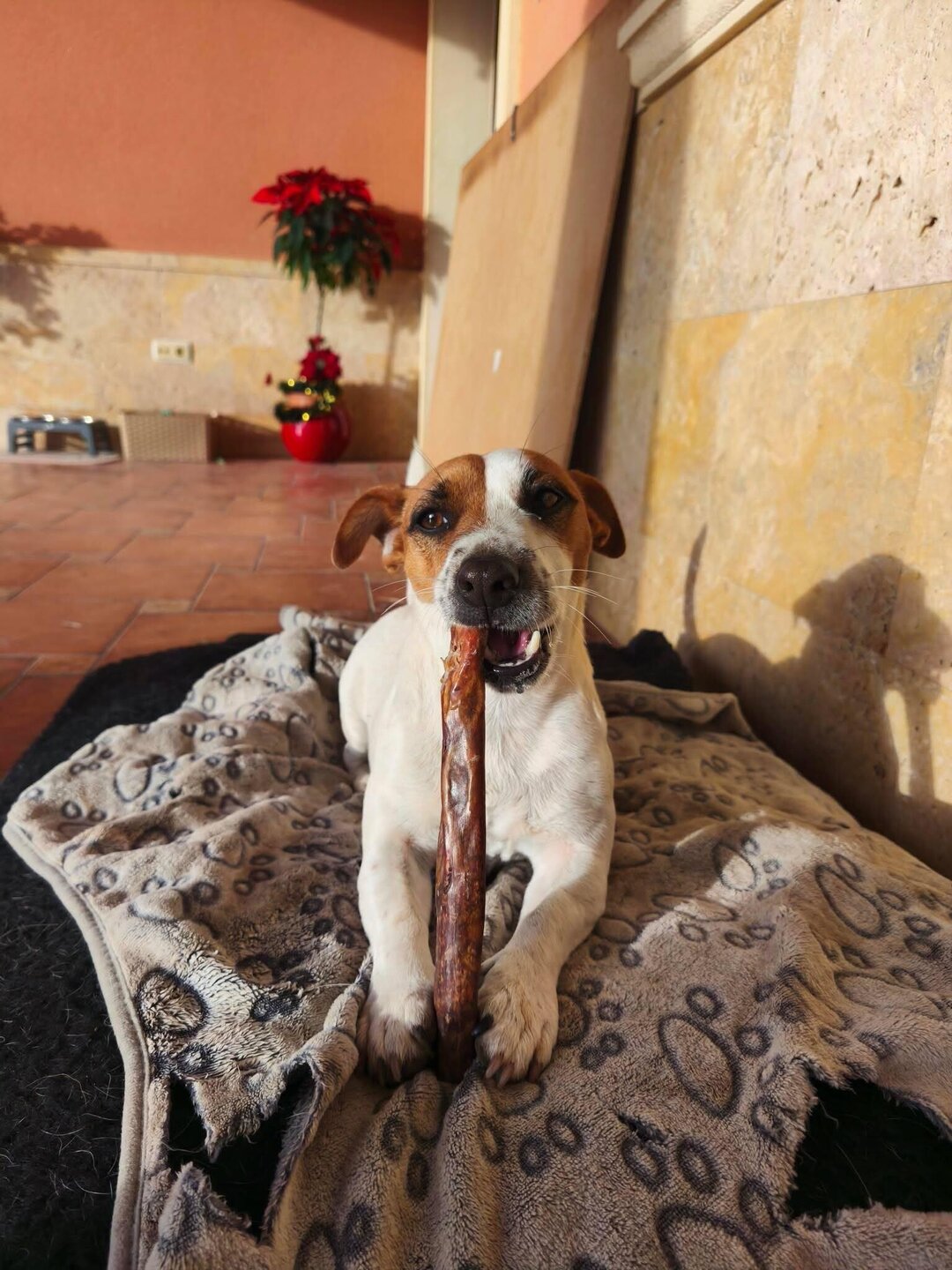 Palitos de Ternera Deshidratada (20cm)