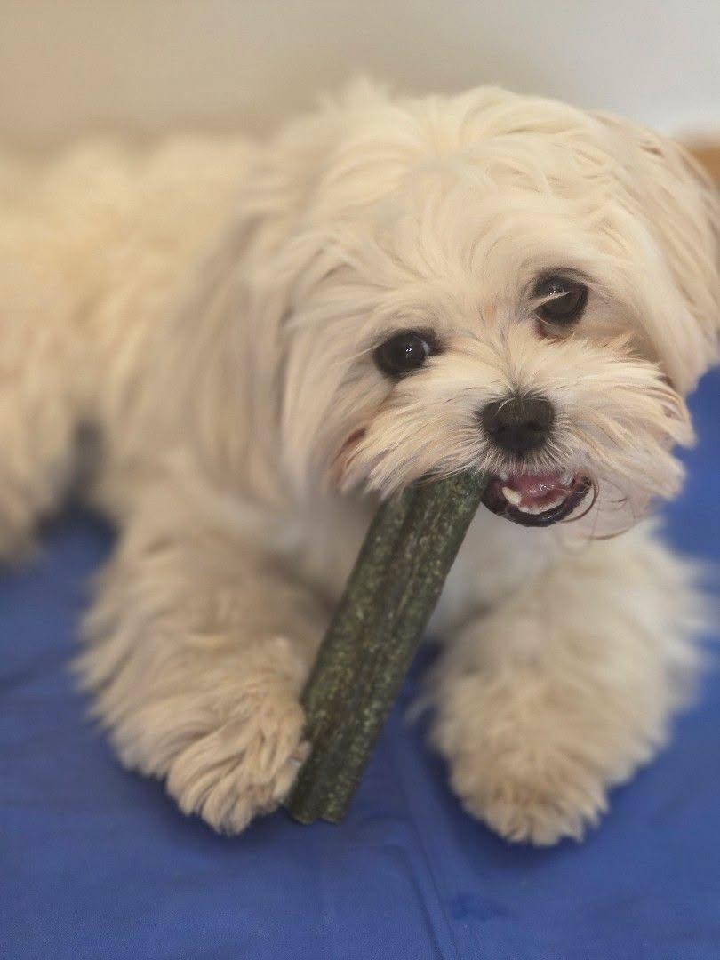 Los mejores snacks saludables para perros: guía completa