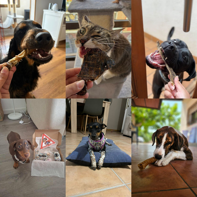 🐶 ¿Primera vez en Miamog?