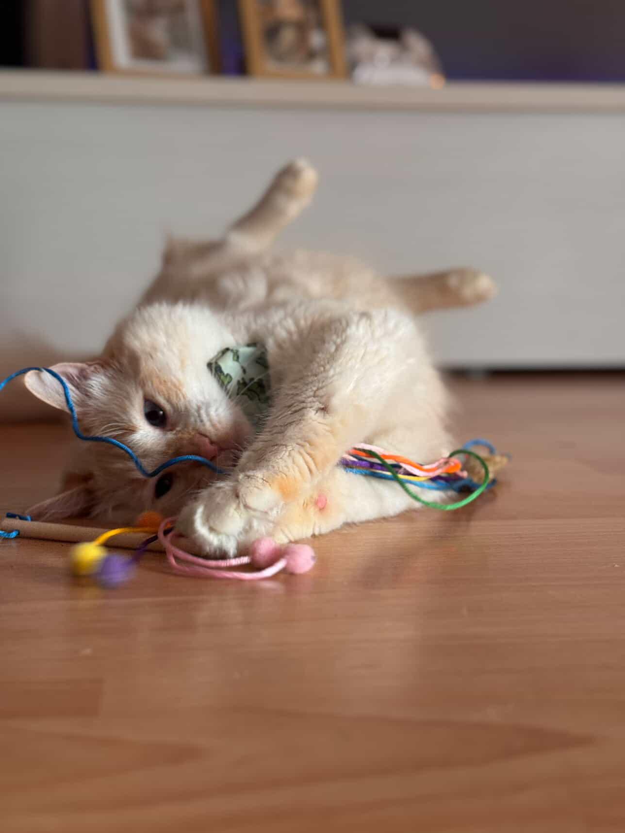 Juguetes para Gatos