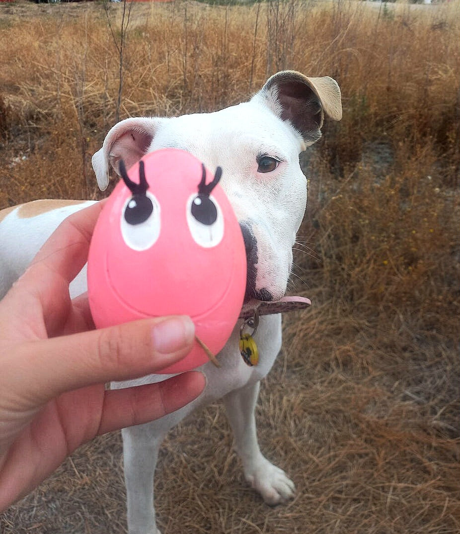 Juguetes para Perros
