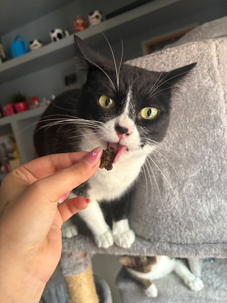 Snacks para Gatos