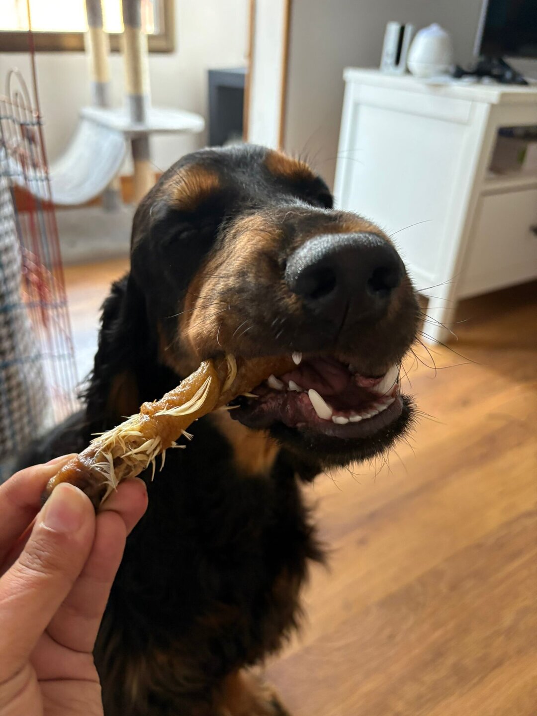 Torreznos de Pato - Snack para Perros