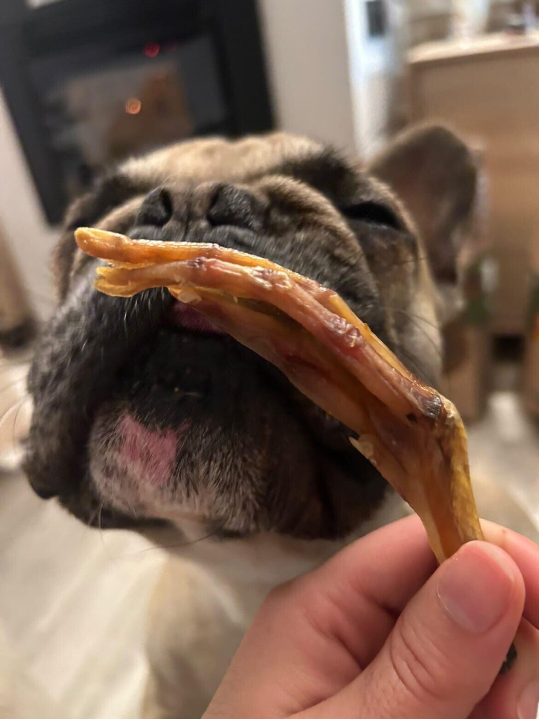Patas de Pato Snack Deshidratado para Perros