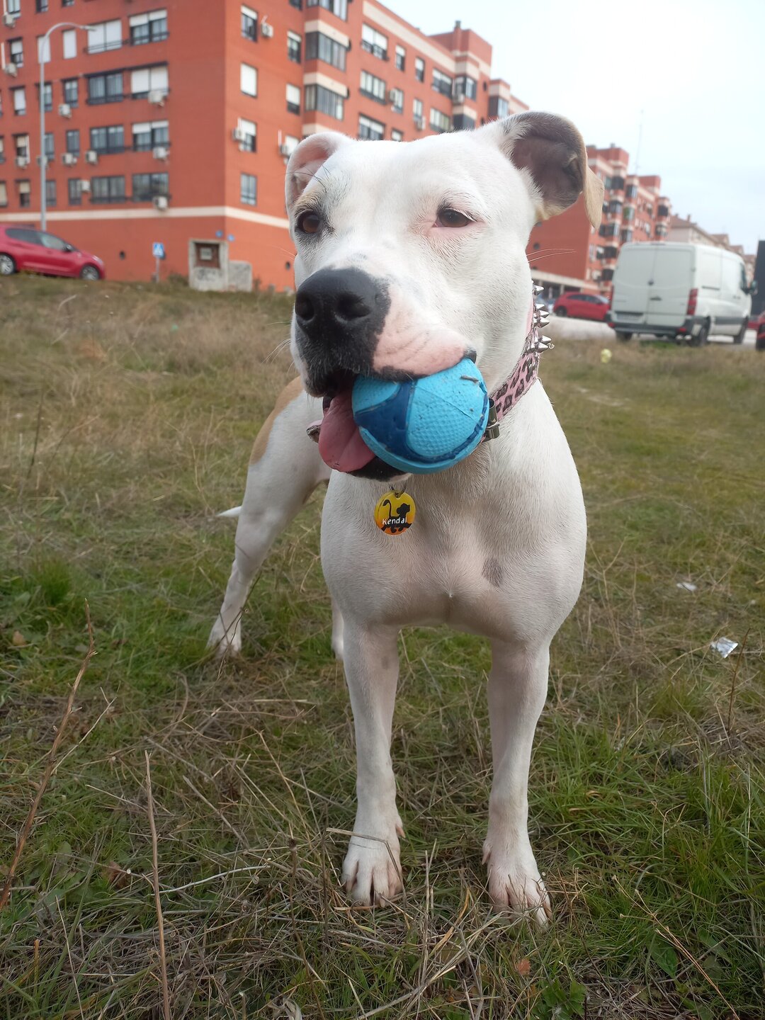 CHUCK IT! PELOTA CON SABOR A BACON PARA PERROS