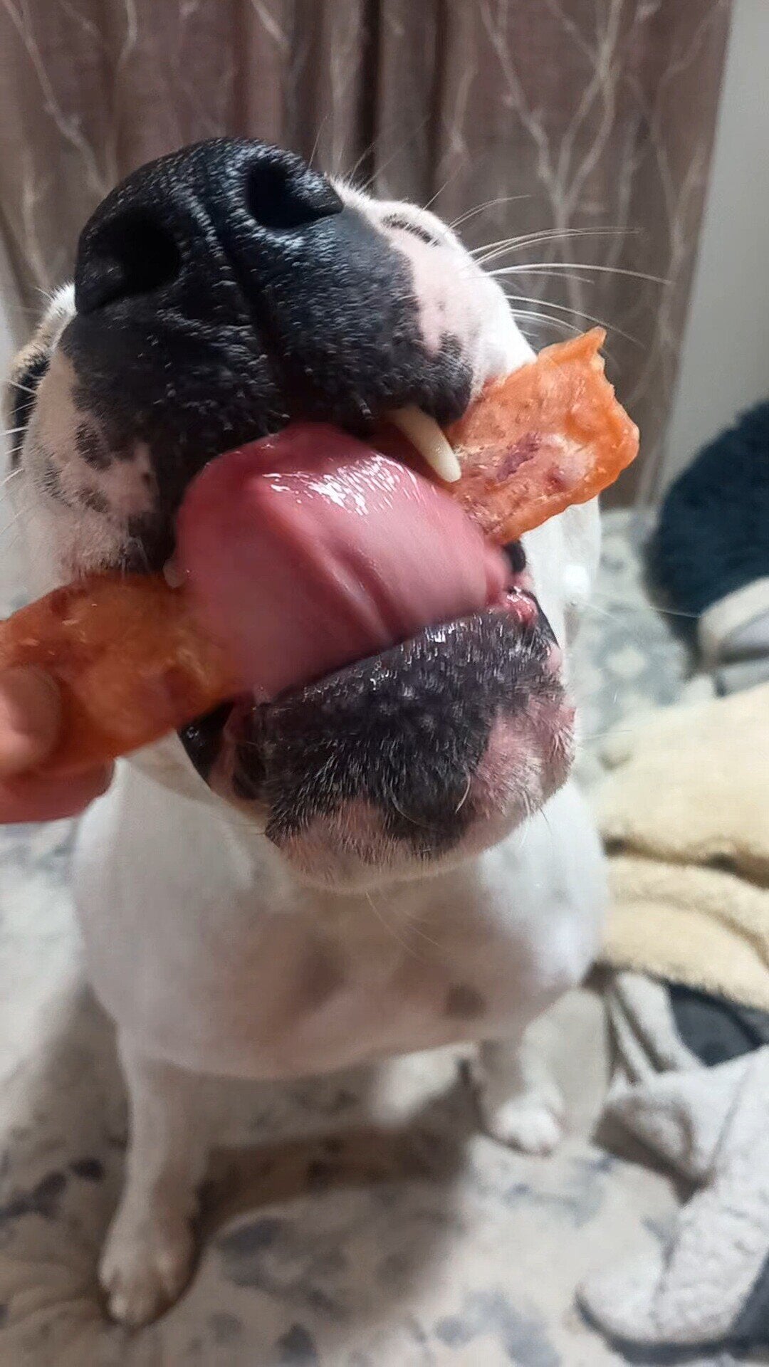 Cecina de Pato Snack Perros y Gatos