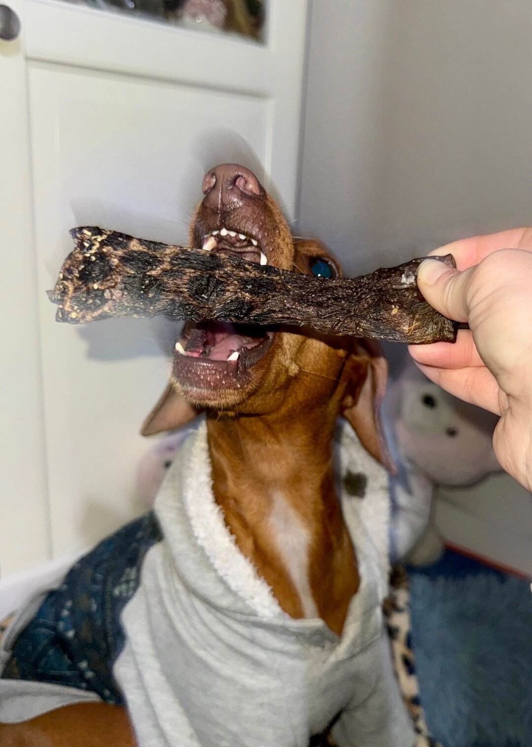 Piel de Pez Lobo Snack deshidratado Perros