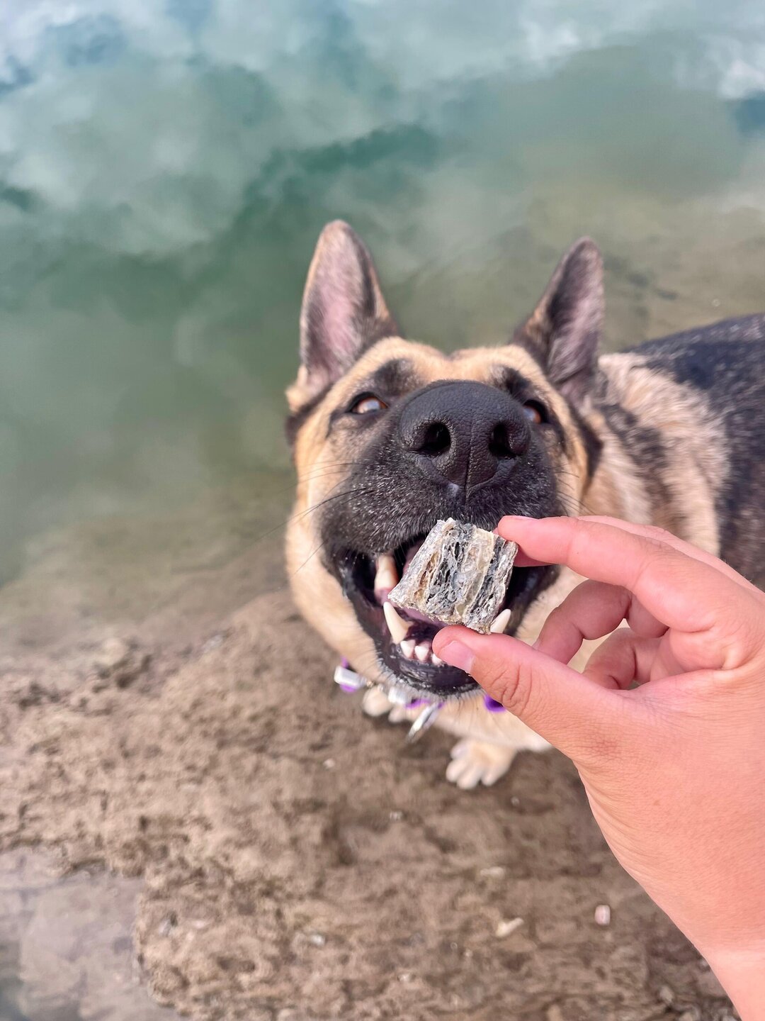 Sushi Bite de Pescado Snack para Perros