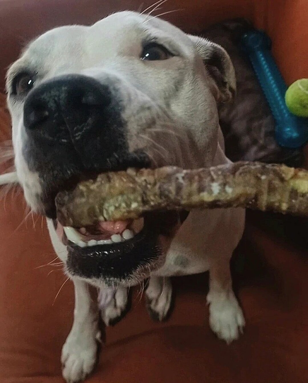 Traquea de cordero snack deshidratado para perros