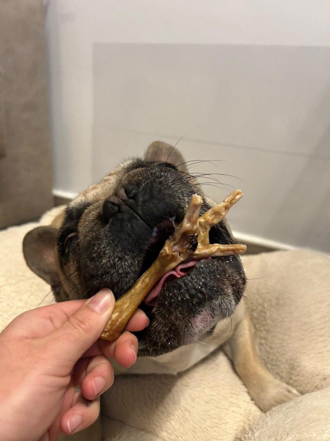 Patas de Pollo Snack Deshidratado para Perros
