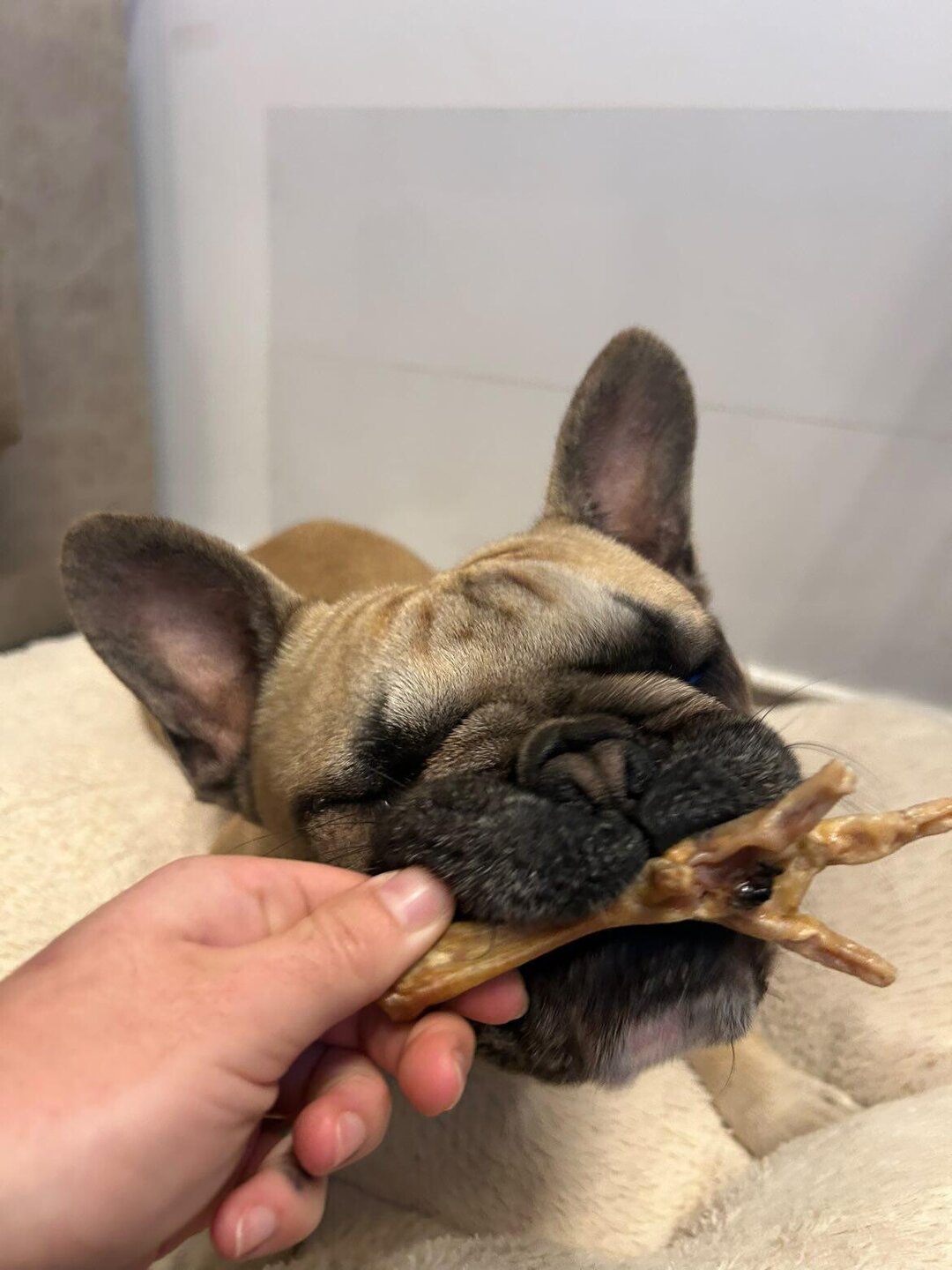 Patas de Pollo Snack Deshidratado para Perros