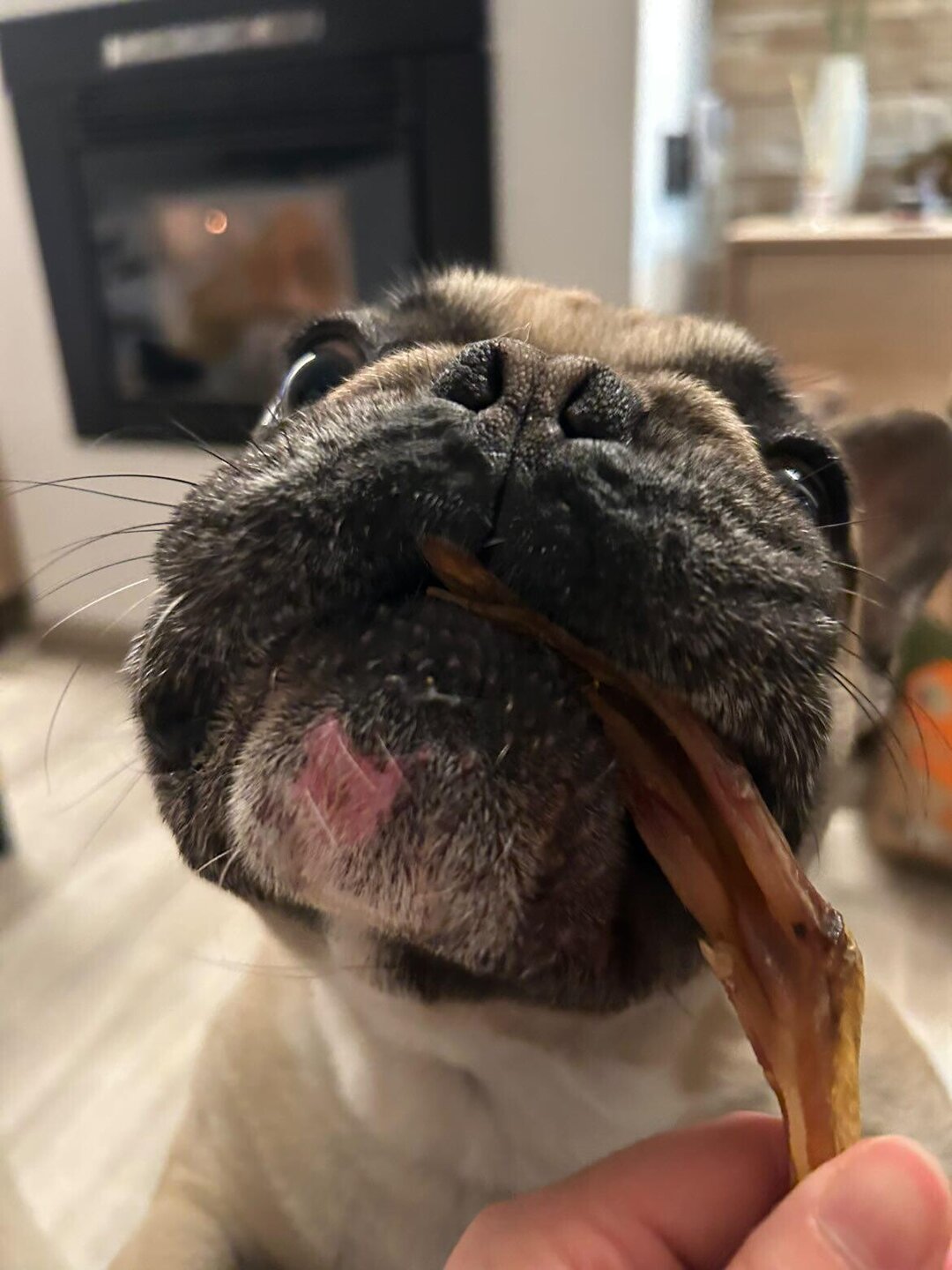 Patas de Pato Snack Deshidratado para Perros