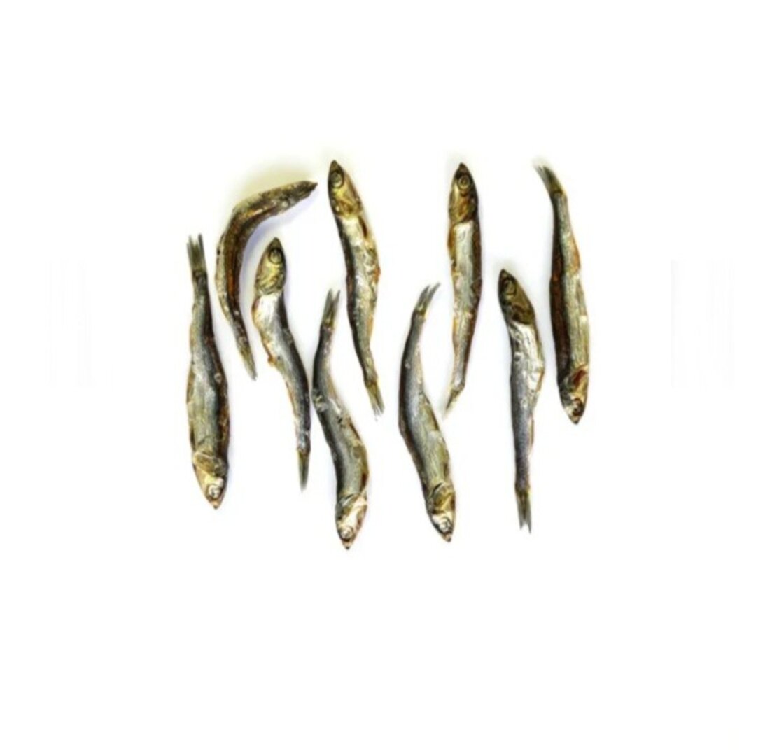 Boquerón del Atlántico para perros y gatos