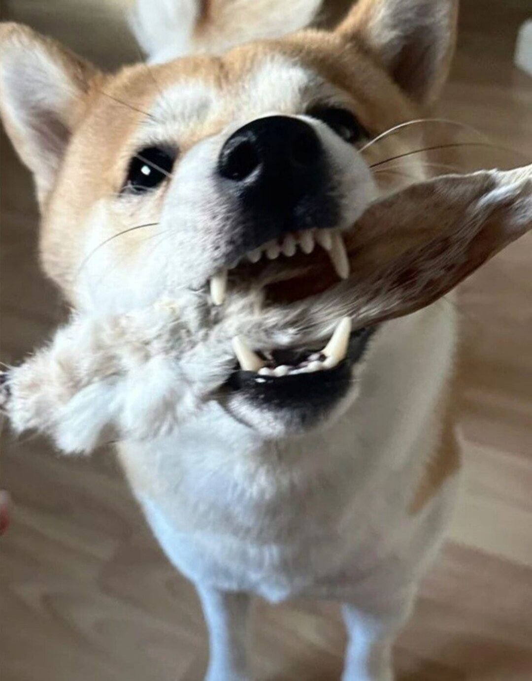 Orejas de conejo con pelo