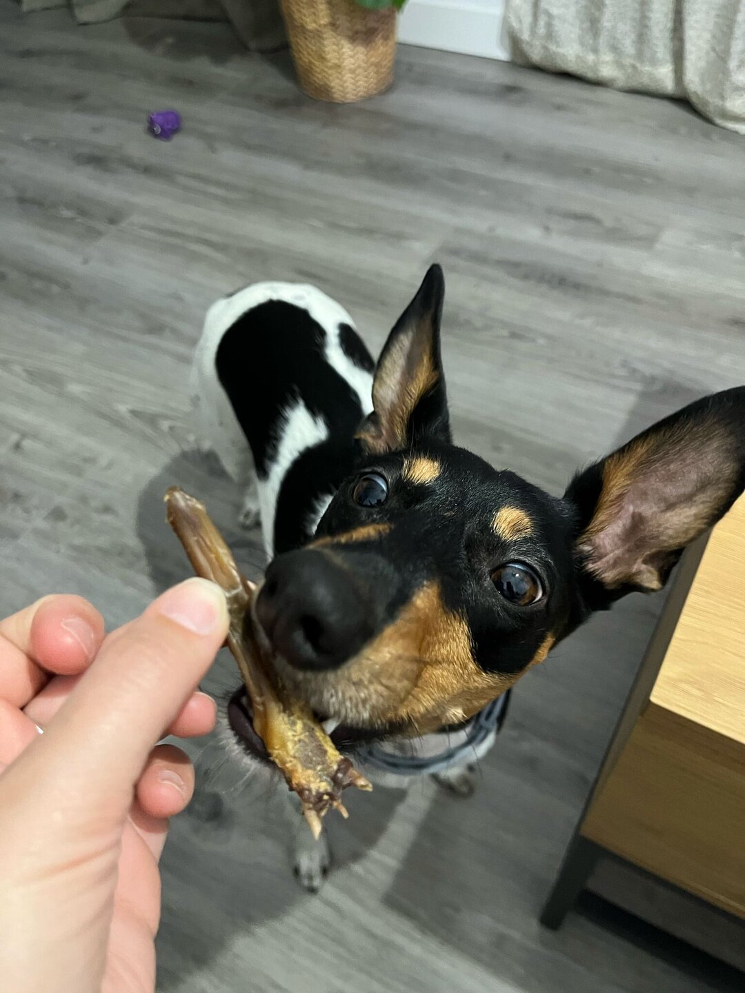 Lengua de pato deshidratada