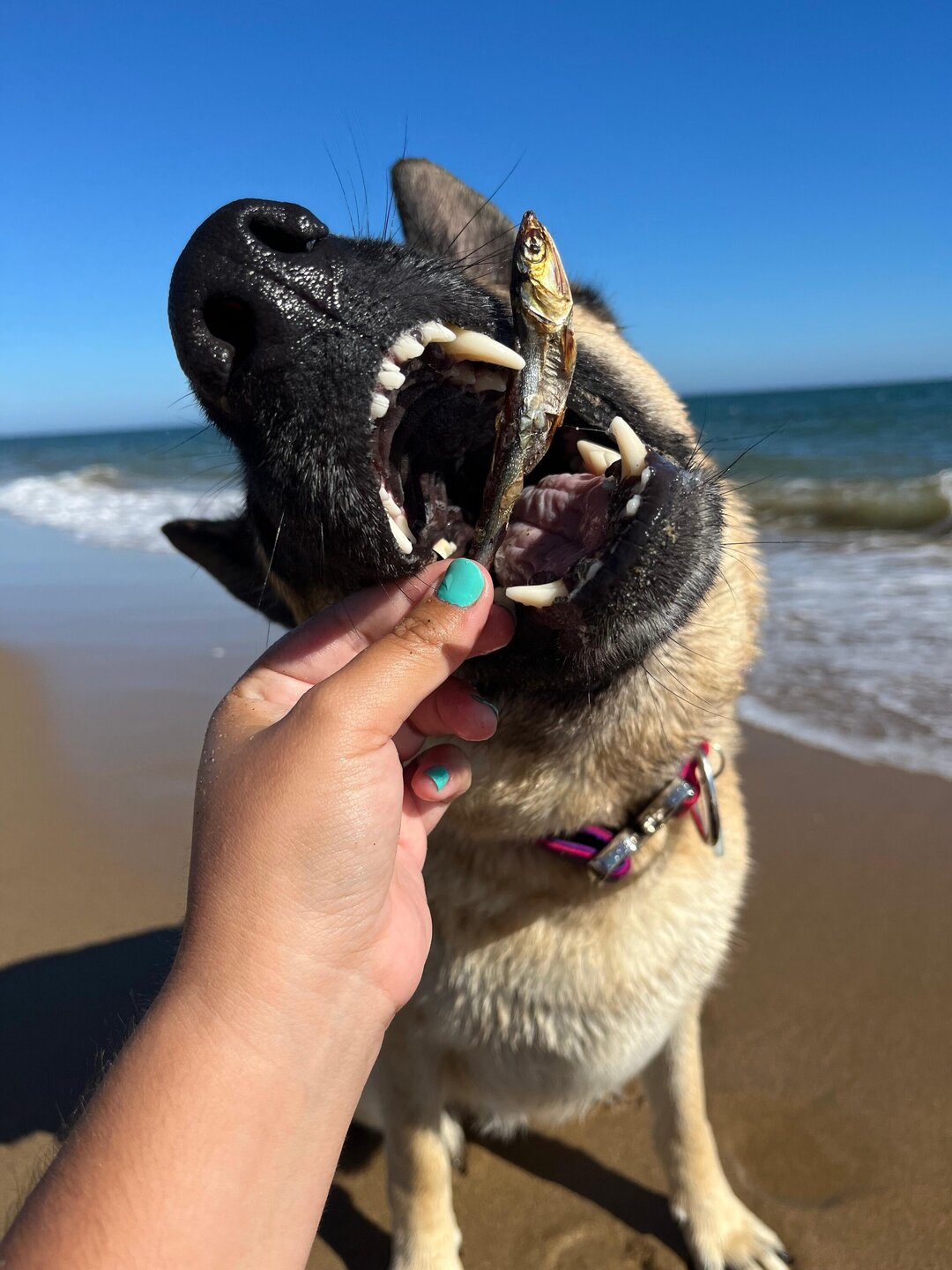 Boquerón del Atlántico para perros y gatos
