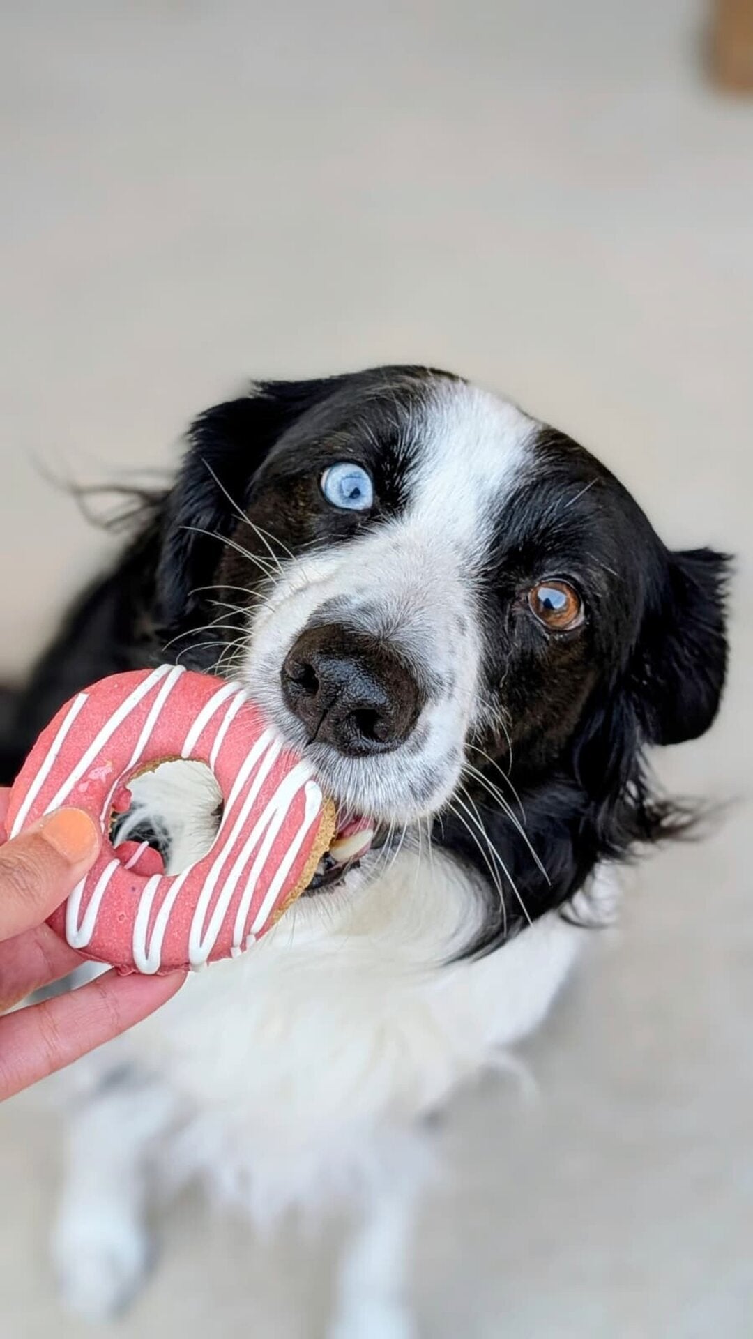 Dognuts Frutal