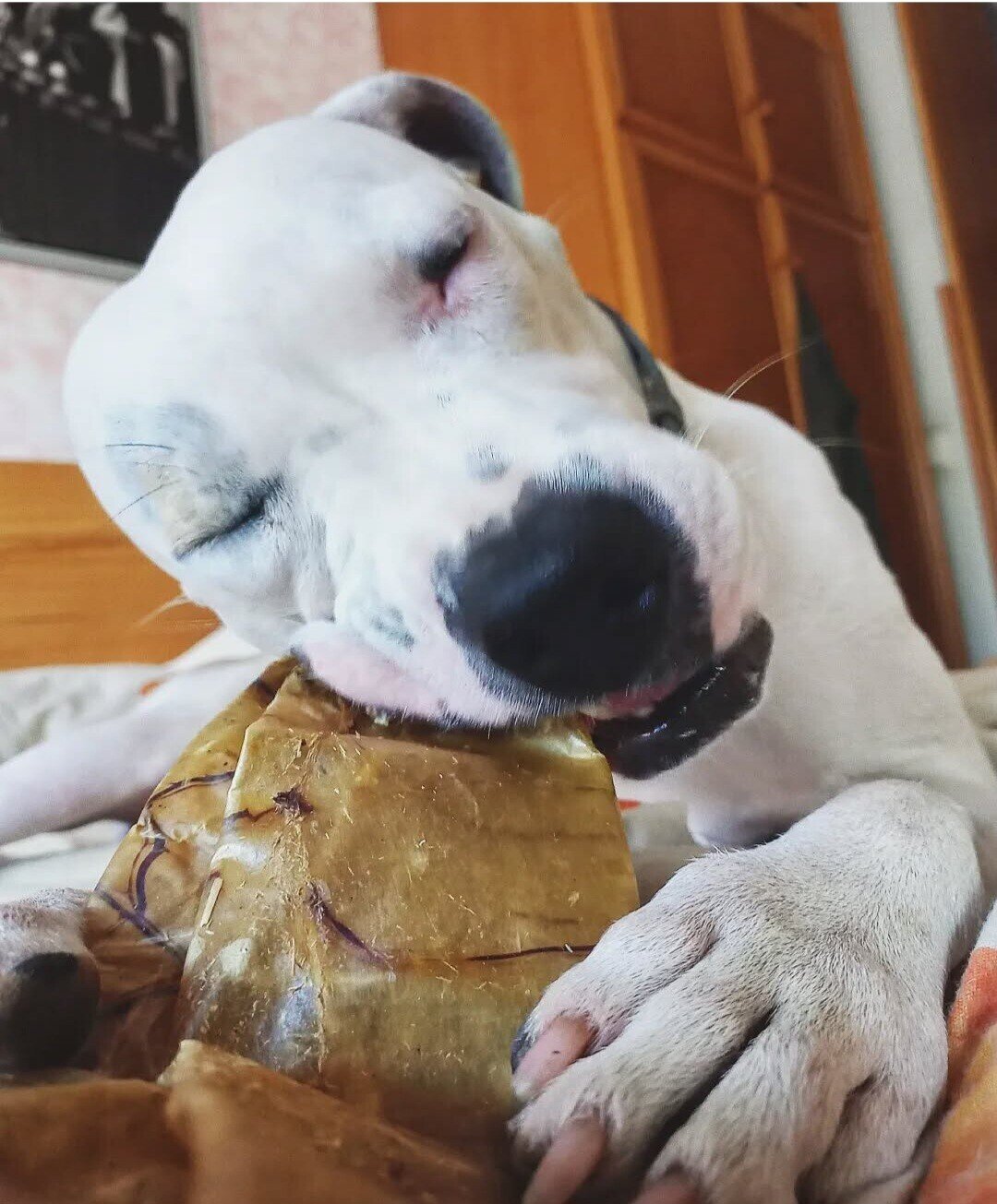 Vejiga de Búfalo deshidratada snacks perro