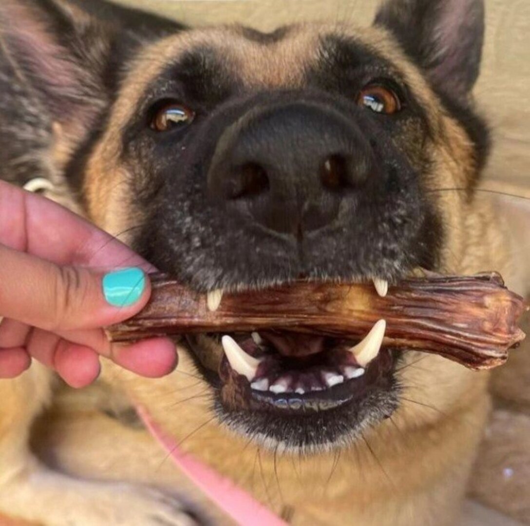Rabo de toro br bones snack para perros