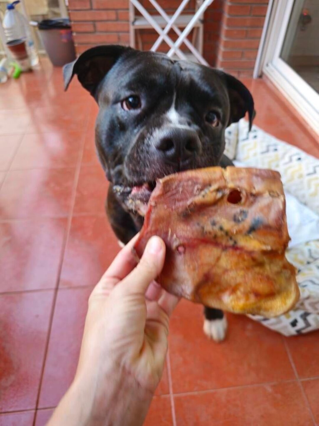 Oreja de cerdo deshidratada snack perros