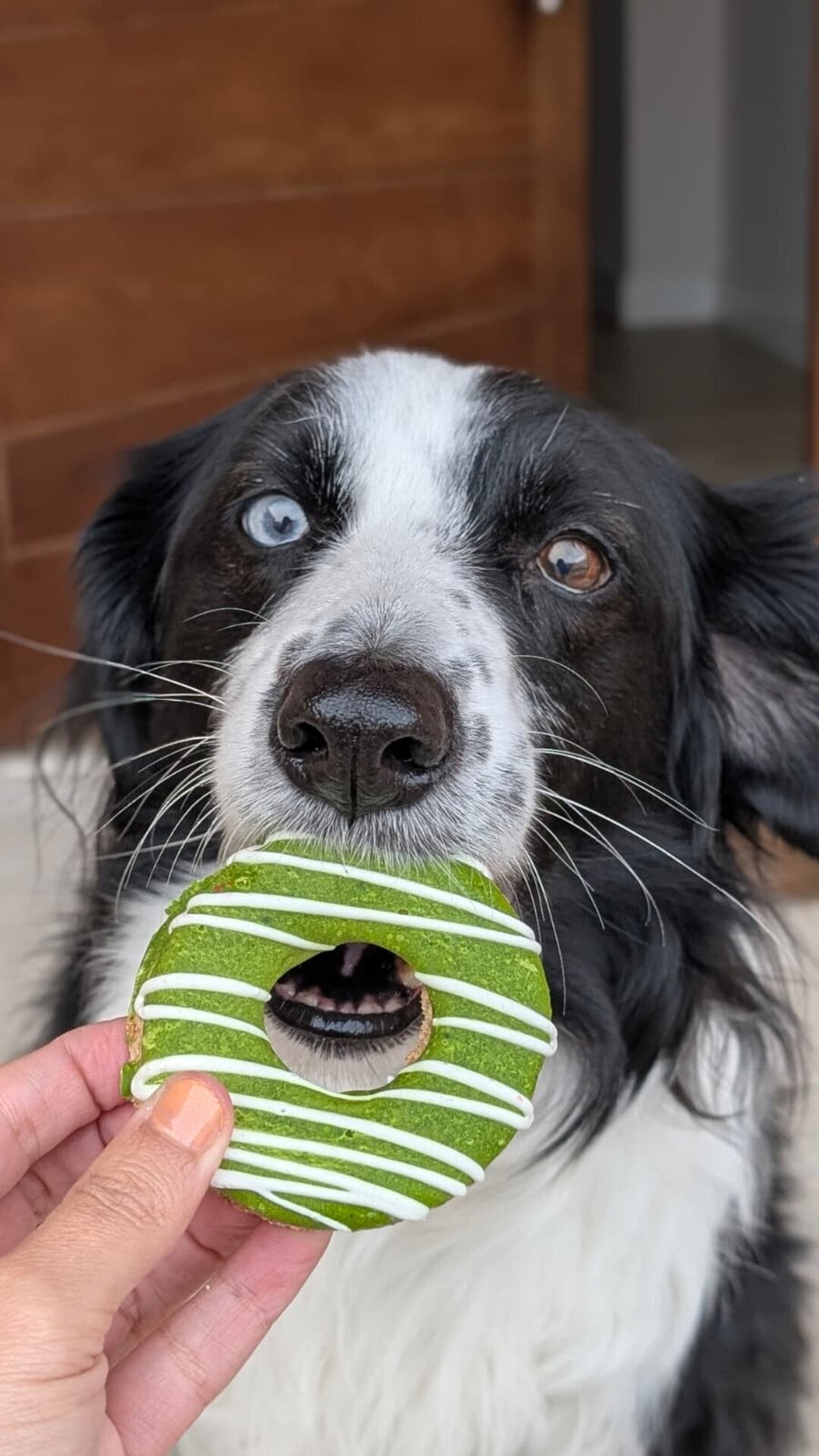 Dognuts Frutal