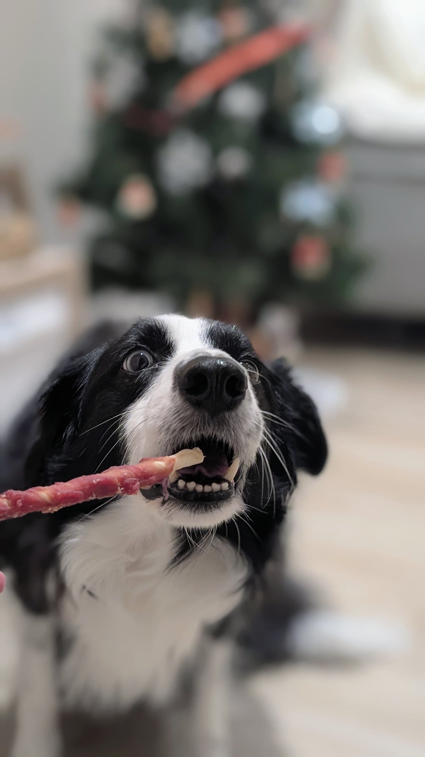Palitos recubiertos de pato snack perro
