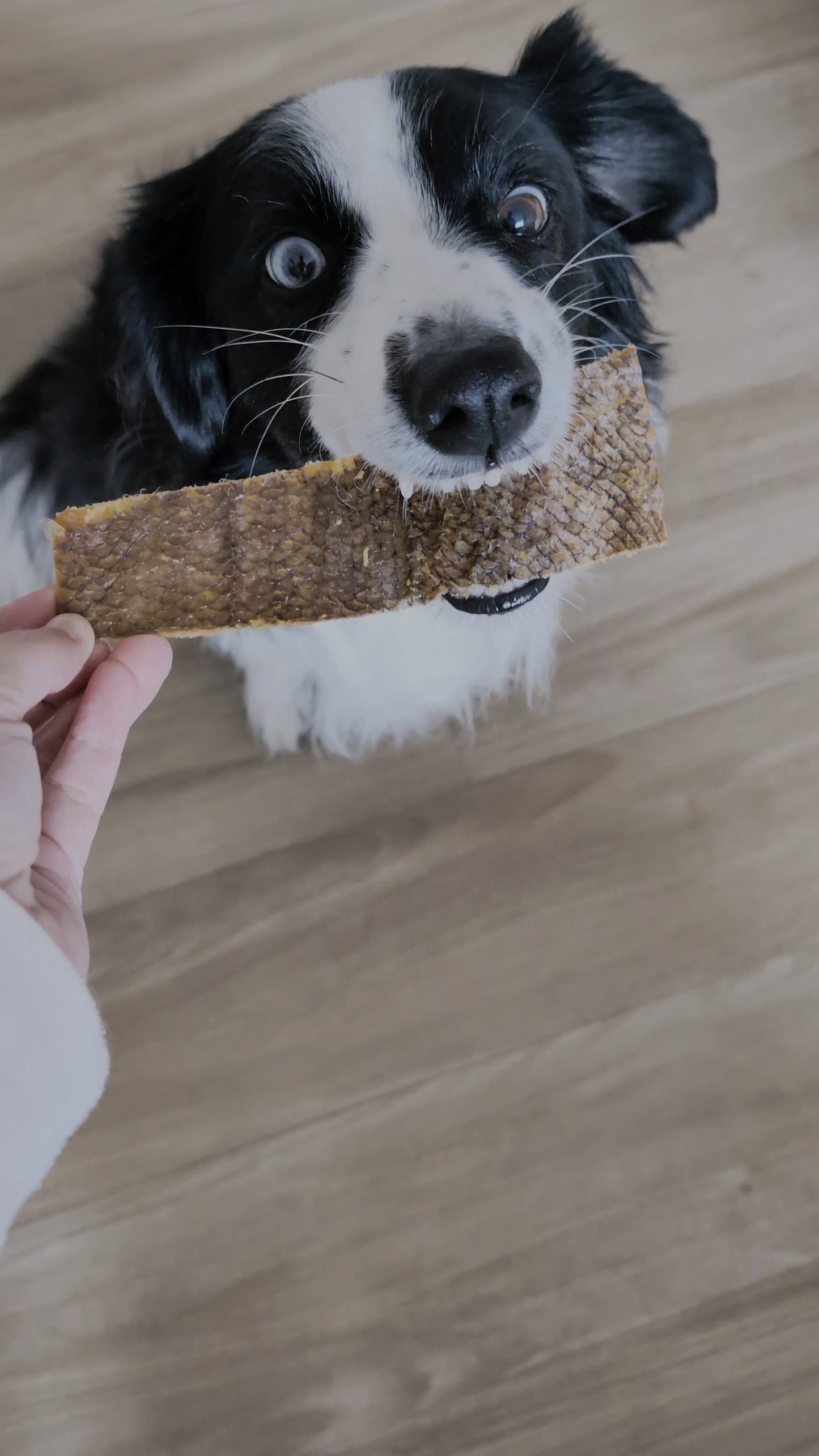 Piel de Merluza Negra Deshidratada para Perros
