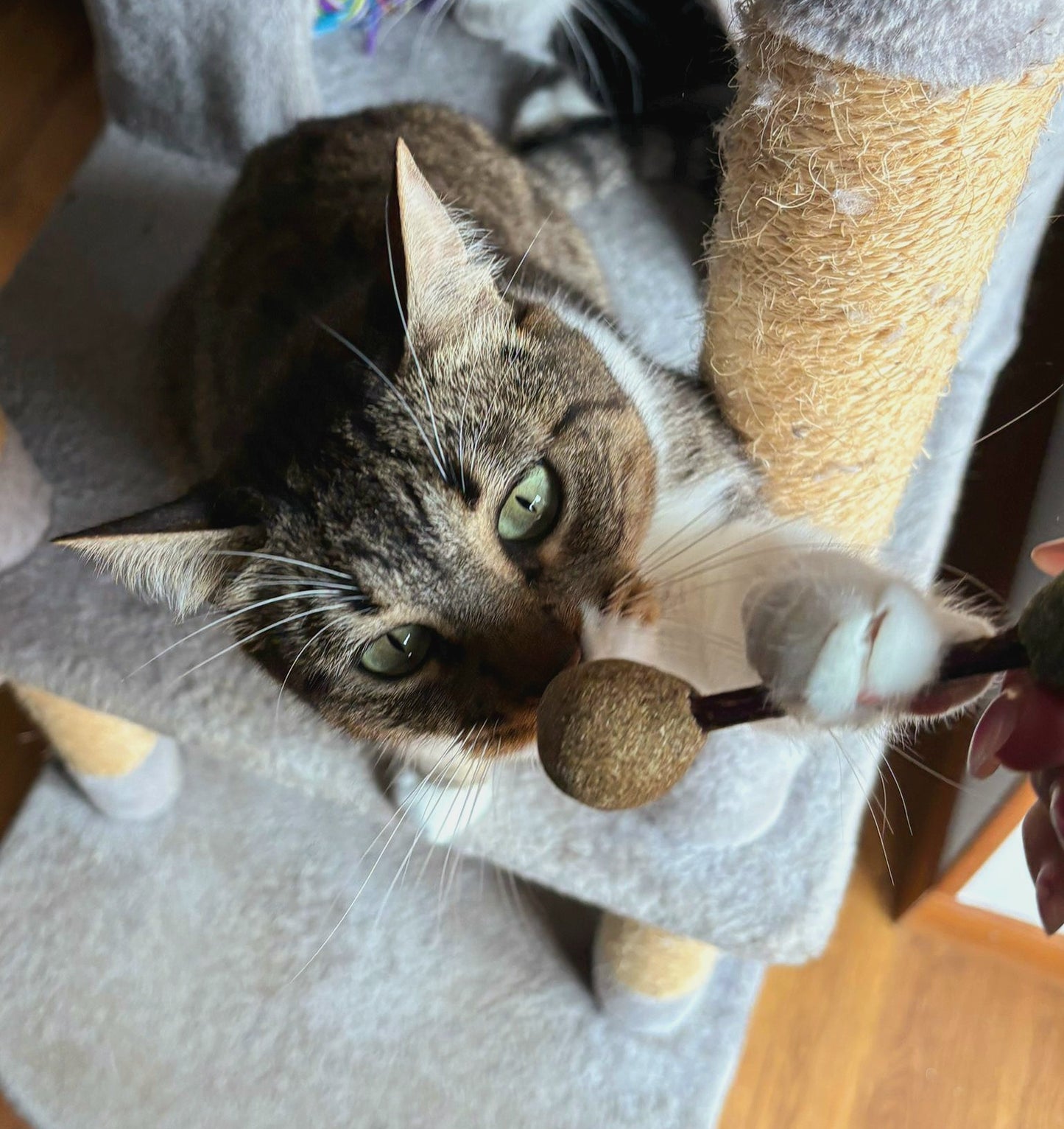Pelota de Catnip y pelota matatabi – Juguete para Gatos